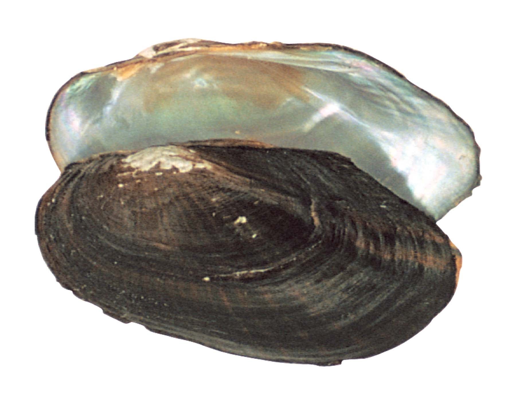 pond mussel, showing the upper outside of the shell and the shiny inside