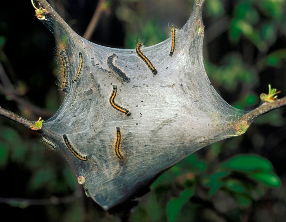 Photo of eastern tent caterpillar tent with caterpillars