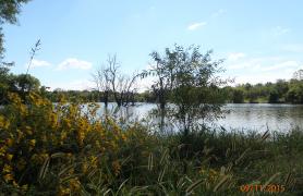 Wildflowers and grasses around Sedalia Clover Dell Lake
