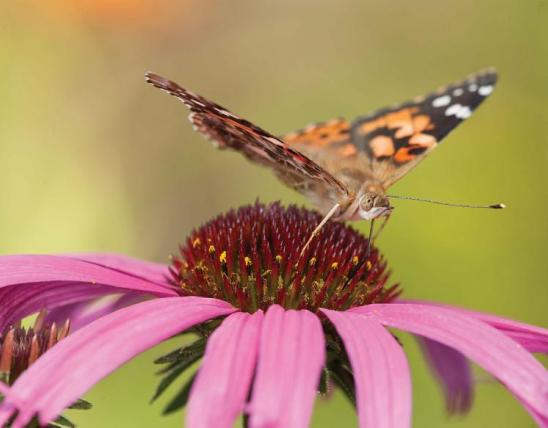 Butterfly on a coneflower