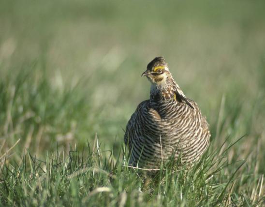 Close up of prairie-chicken hen standing in grass