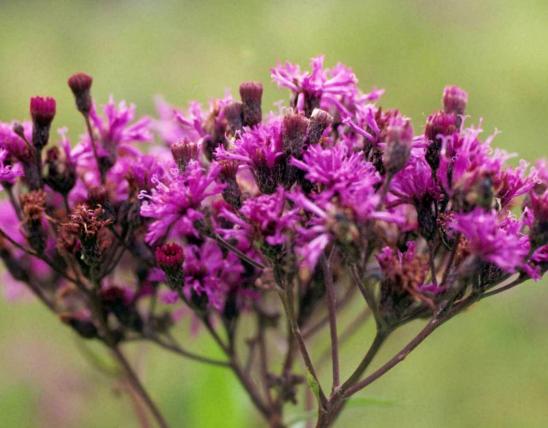 Giant ironweed flower cluster