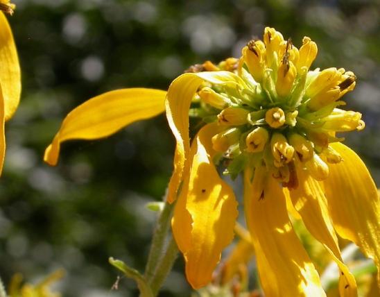 Yellow ironweed blooming flowerhead
