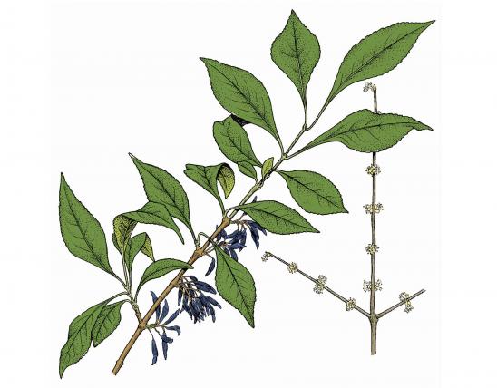 Illustration of swamp privet branch, leaves, flowers, and fruits