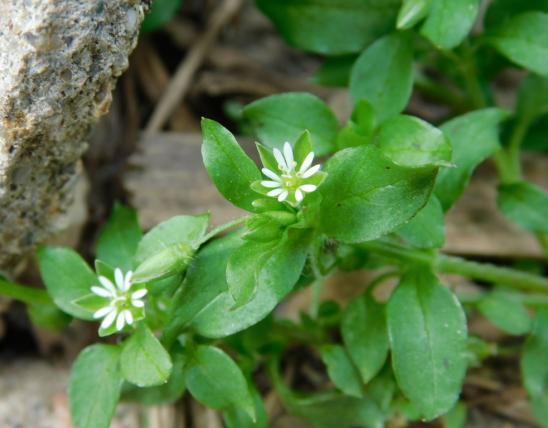 Common chickweed plant in bloom