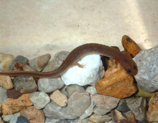 Oklahoma salamander, with external gills, resting among rocks in an aquarium