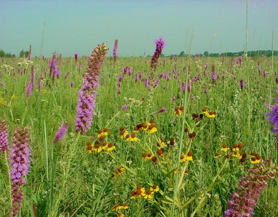 Wildflowers on a prairie at Dorris Creek Prairie
