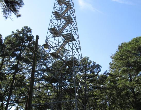Fire tower standing above the trees.