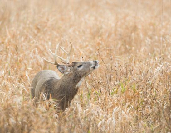 Deer at Pa Sole Prairie CA