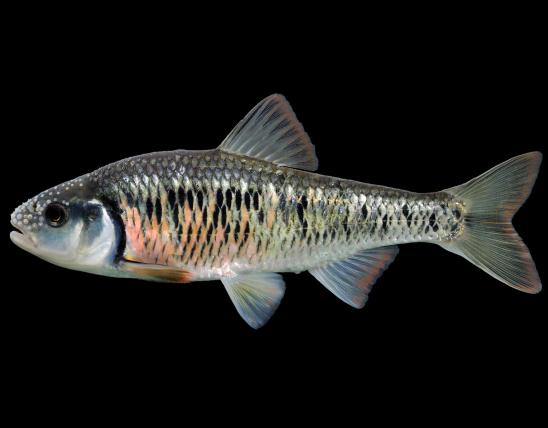 Striped shiner male in spawning colors, side view photo with black background