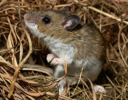 Photo of a deer mouse in its nest made of dry grasses