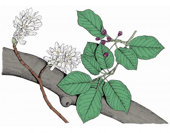 Illustration of downy serviceberry leaves, flowers, fruits.