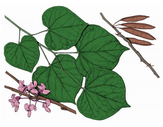Illustration of eastern redbud leaves, flowers, fruits.