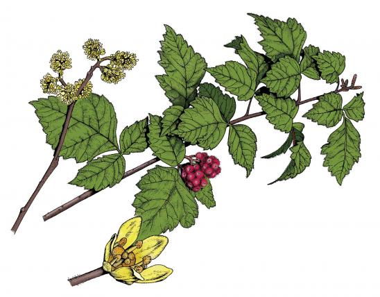 Illustration of fragrant sumac leaves, flowers, fruits.