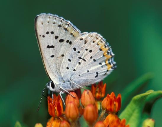 Photo of a gray copper butterfly nectaring on butterfly weed flowers