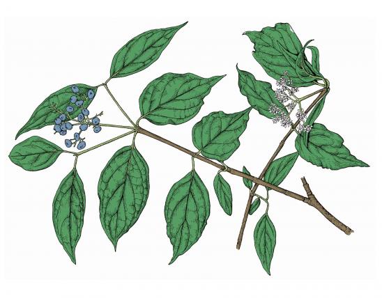 Illustration of gray dogwood branch, leaves, flowers, fruits.