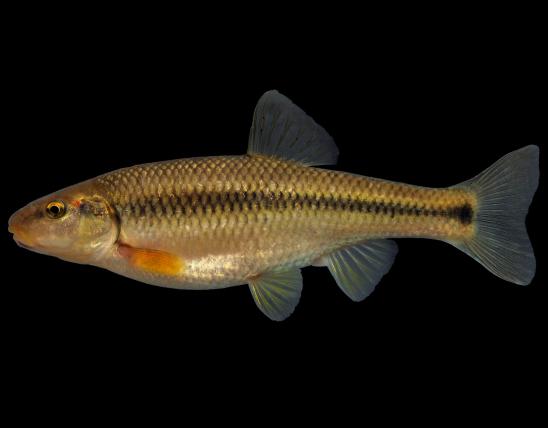 Hornyhead chub female, side view photo with black background