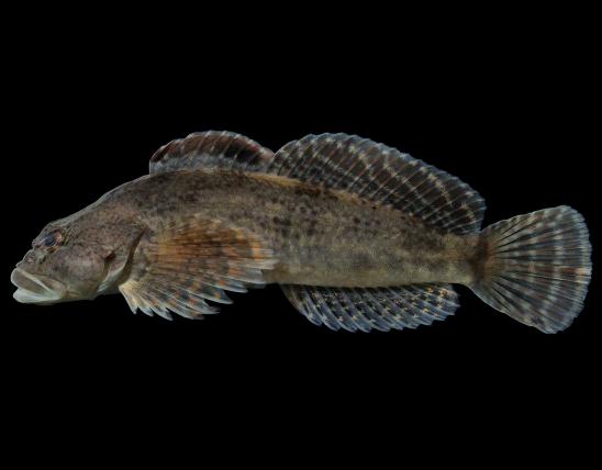 Knobfin sculpin side view photo with black background