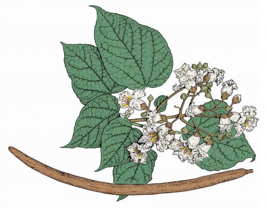 Illustration of northern catalpa leaves, flowers, fruit.