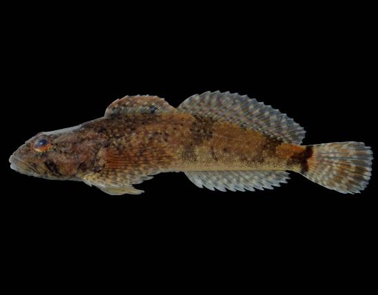 Mottled sculpin side view photo with black background