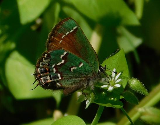 Olive hairstreak taking nectar at a chickweed flower
