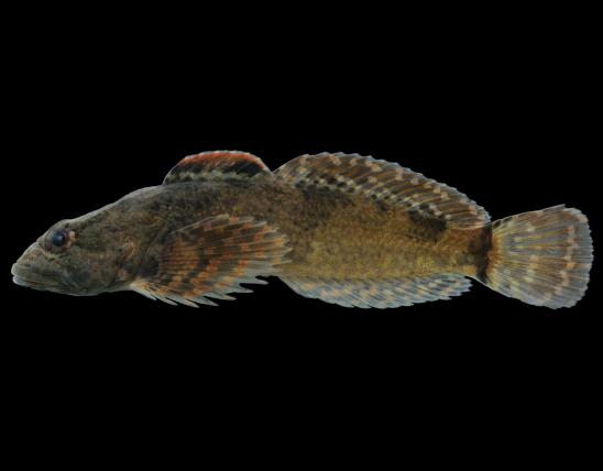 Ozark sculpin side view photo with black background