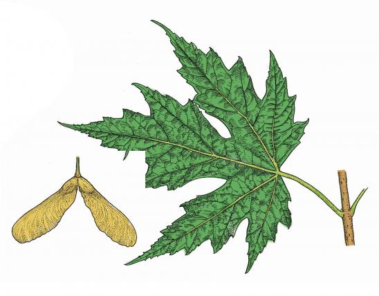 Illustration of silver maple leaf and fruit.