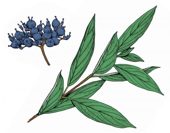 Illustration of swamp dogwood leaves, flowers, fruits.
