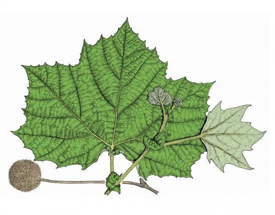 Illustration of sycamore leaves and fruit