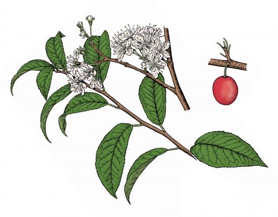Illustration of wild plum leaves, flowers, fruits.