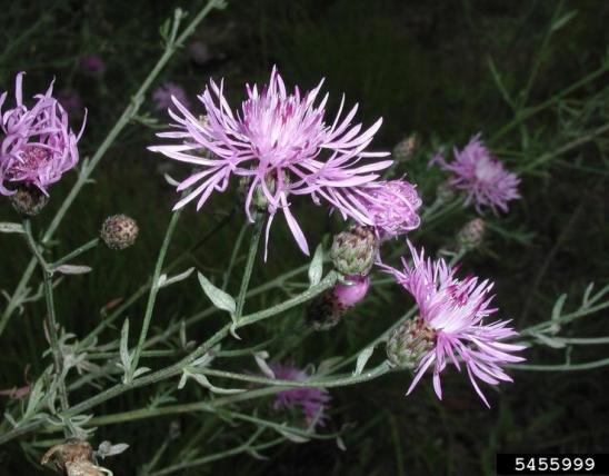 spotted knapweed