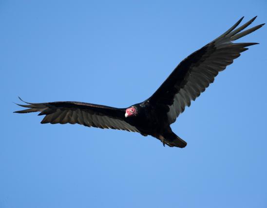 Photo of a turkey vulture in flight