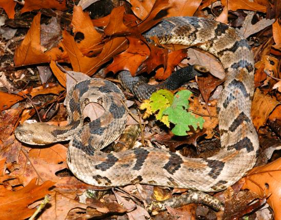 Image of a timber rattlesnake