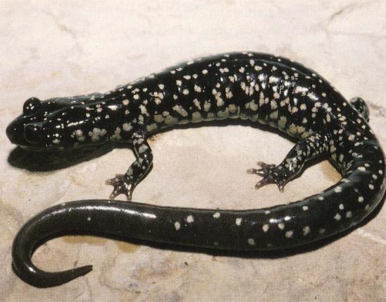 Photo of a western slimy salamander