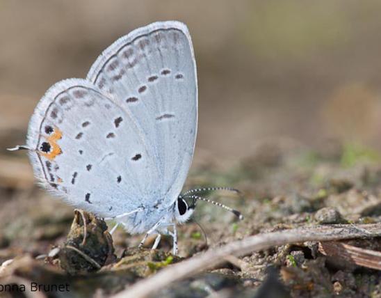 Photo of an Eastern Tailed-Blue