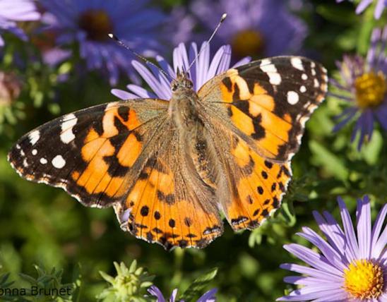 Photo of a Painted Lady