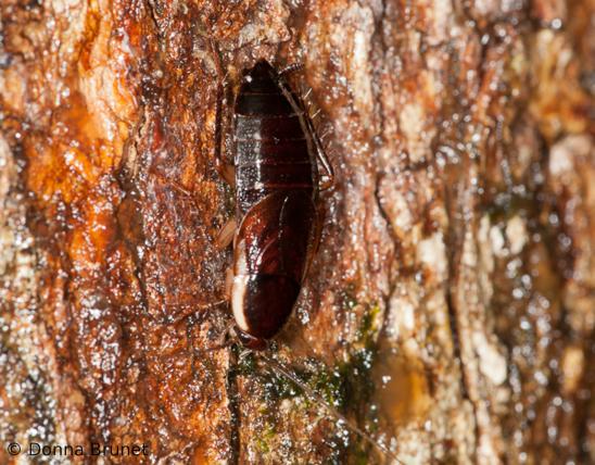 Wood cockroach crawling on tree