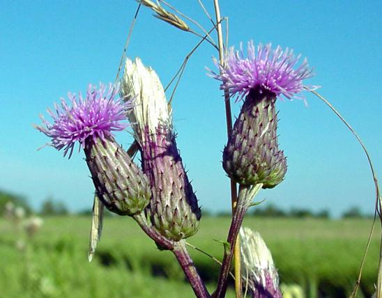 Photo of Canada thistle flowers