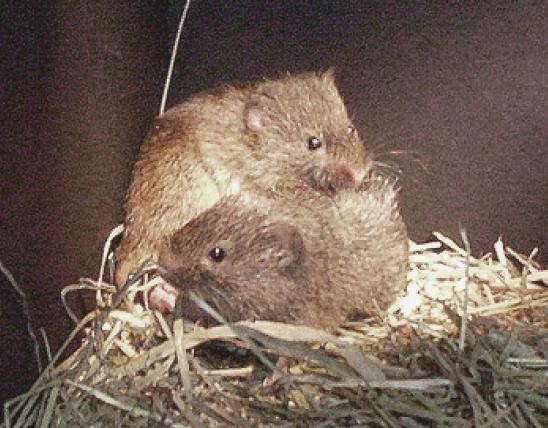 Photo of two prairie voles in a nest made of dried grasses