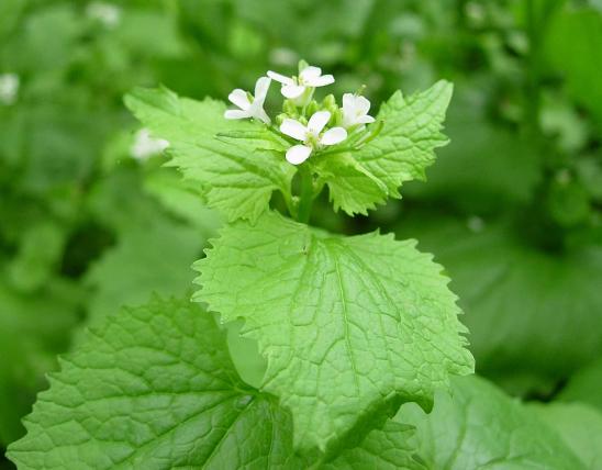 Photo of garlic mustard plant with flowers