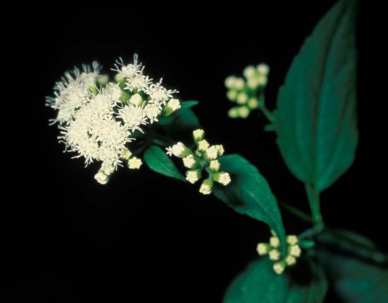 Photo of white snakeroot leaves and flowers