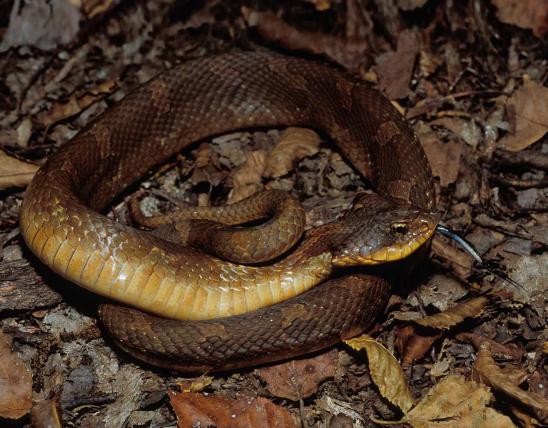 Photo of an eastern hog-nosed snake.