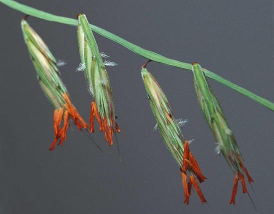 Photo of sideoats grama, closeup on floral spikes showing orange anthers.