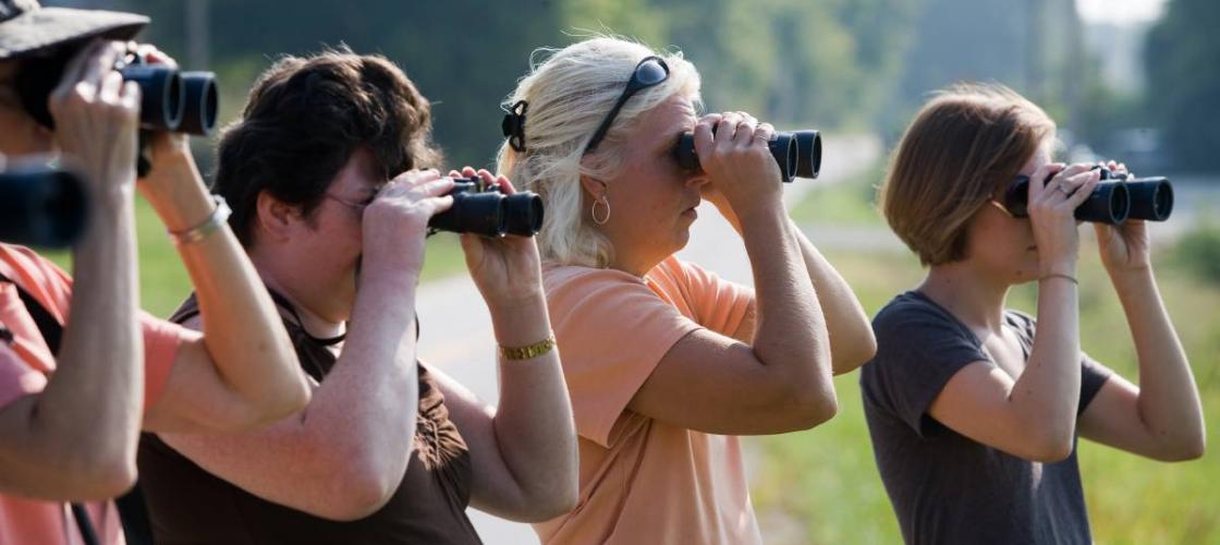 Four women birdwatching; all are looking through binoculars
