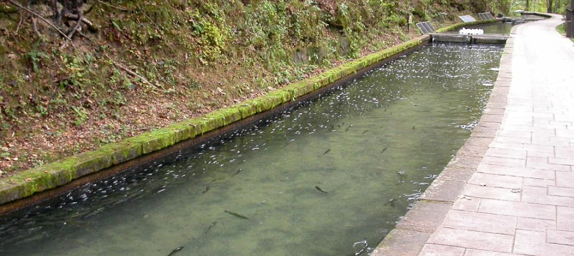 Trout raceway and walking path at Maramec Spring Trout Hatchery
