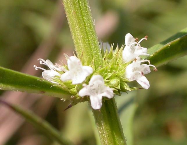 Closeup of American bugleweed flower cluster