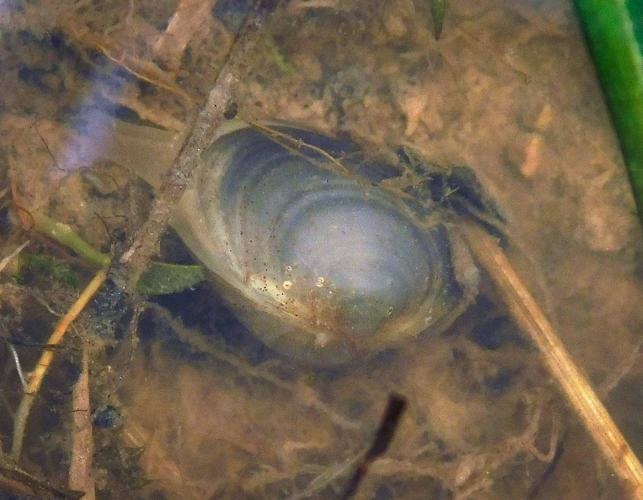 Fingernail clam, closed, resting on bottom sediment of a pond edge