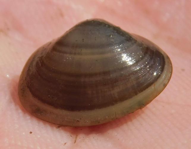 Fingernail clam in a person’s hand