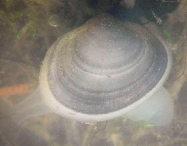 Fingernail clam resting on bottom sediment of a pond edge, with siphon and foot extended