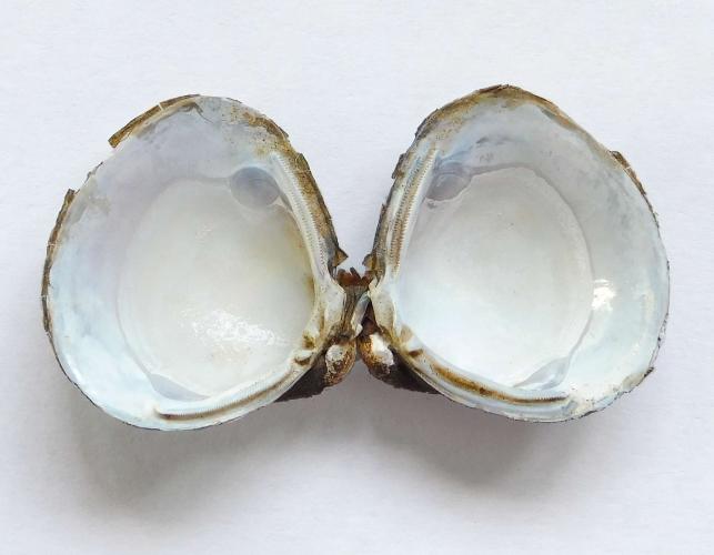Asian clam shells, still hinged together, showing whitish nacreous layer inside